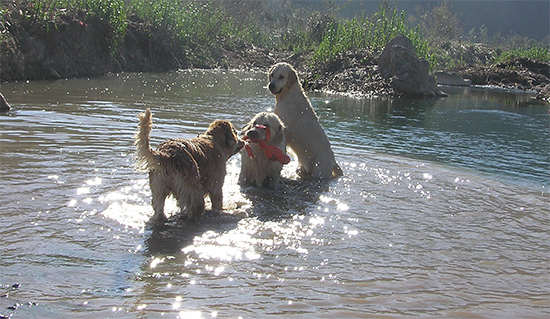 Leia, Lia y Koda